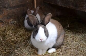 Kaninchen sitzen im Stall