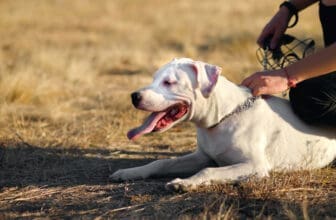 Staffordshire Terrier auf dem Rasen liegend