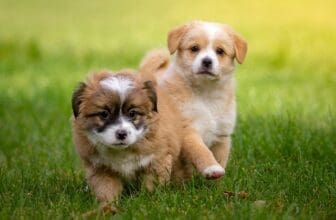 Zwei süße flauschige Hunde