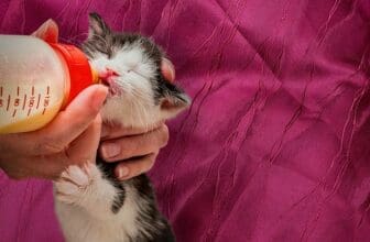 Babykatze wird gefüttert