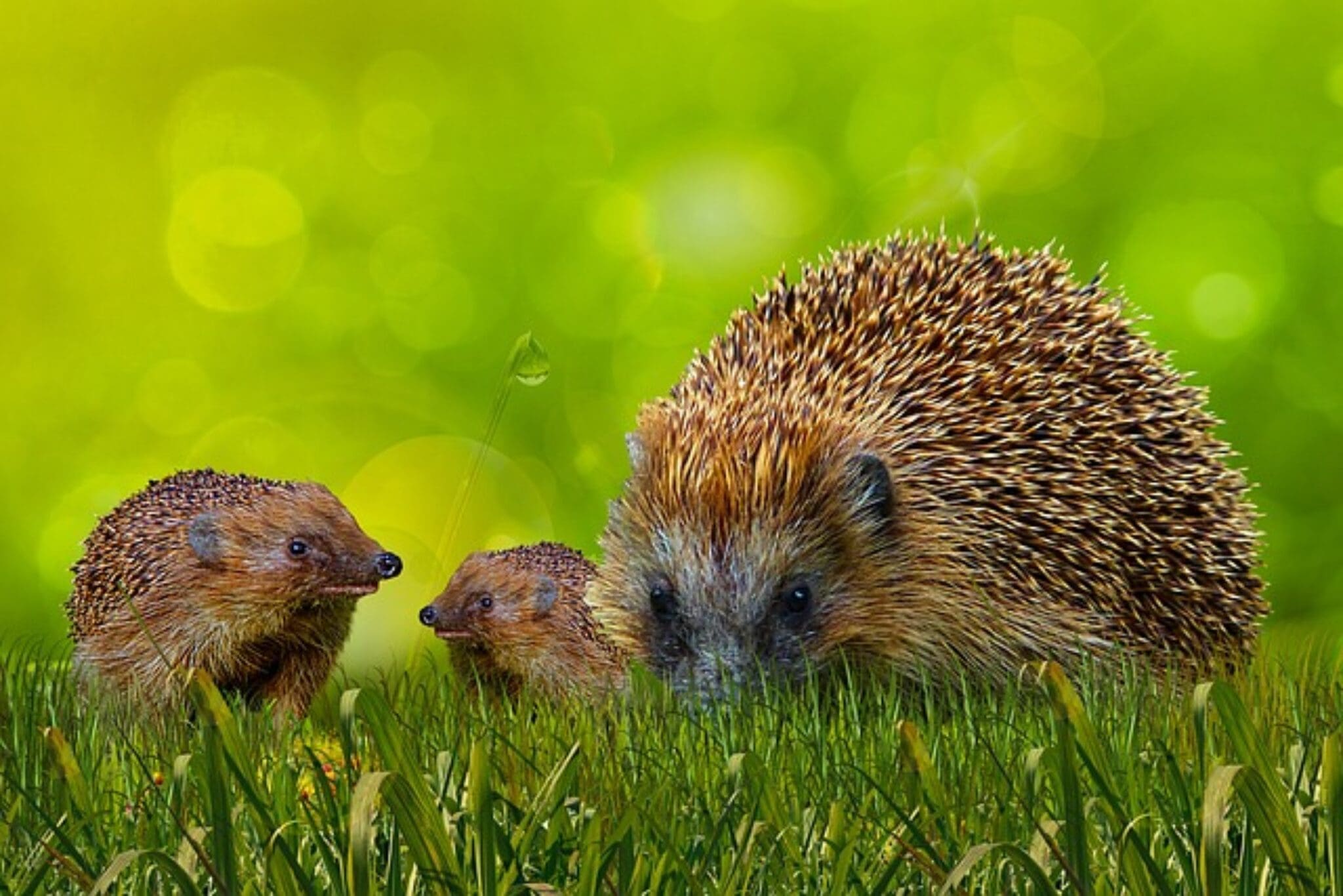 Wie lange sind Igel trächtig? - Alles über die Fortpflanzung von Igel