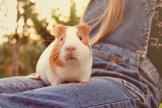 Meerschweinchen auf Schoß