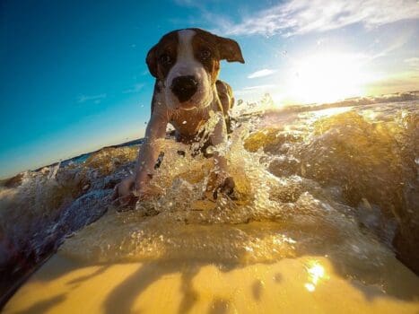 Hund surft im Wasser