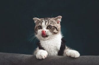 Katze schleckt sich