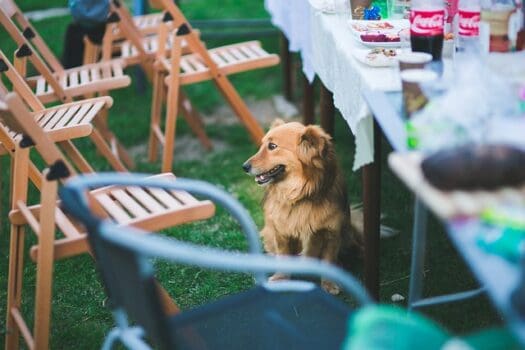 Hunde sitzt unter Tisch beim Grillen