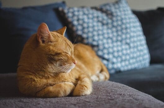 Katze gemütlich auf dem Sofa