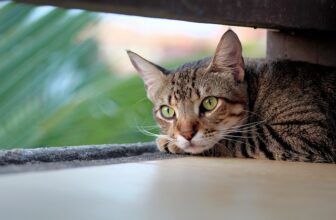 Katze guckt und beobachtet Gegend