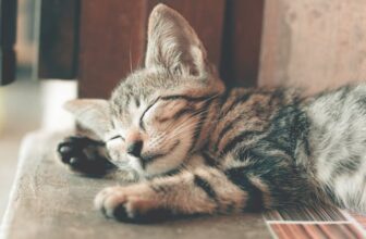Katze schlaeft