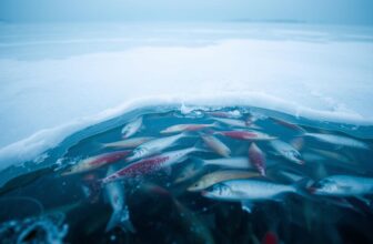 Gefahren für Fische im Winter vermeiden