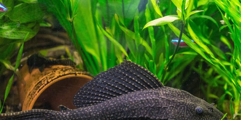Aquaristik Neulinge aufgepasst – diese Fische eignen sich für Anfänger
