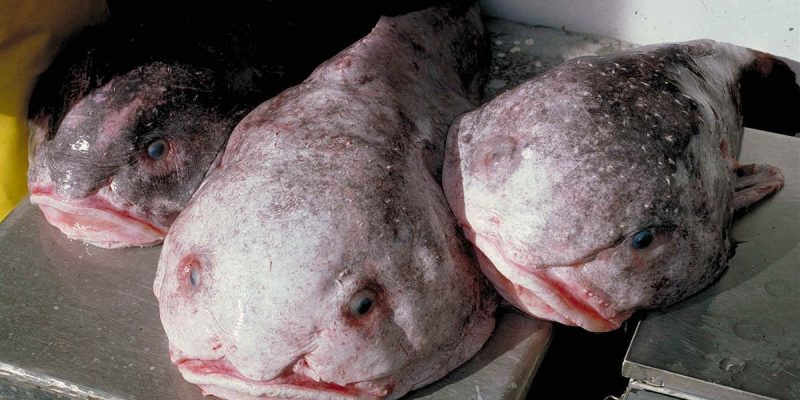 Der Blobfisch – alle Informationen auf einem Blick