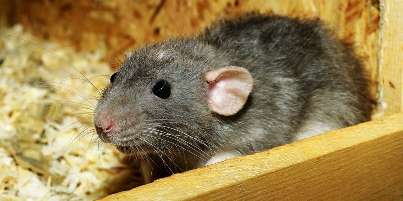 Was dürfen Farbratten essen und was sollte man nicht an sie verfüttern?