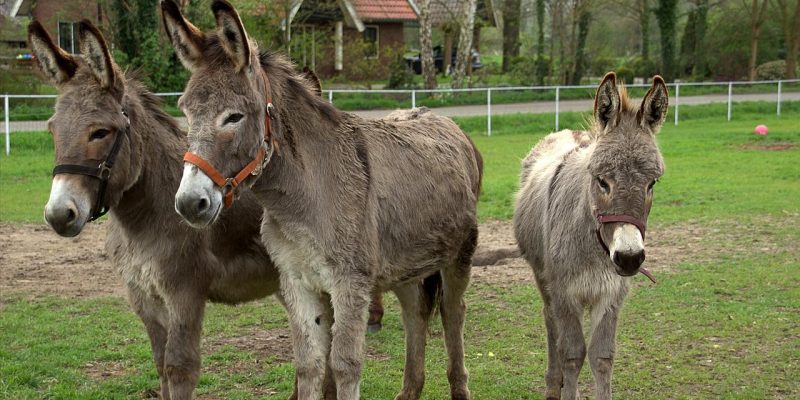 Artgerechte Eselhaltung: Das müssen sie beachten