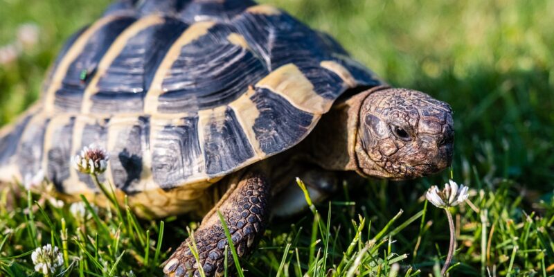 Griechische Landschildkröte – Tipps zur Haltung und Pflege