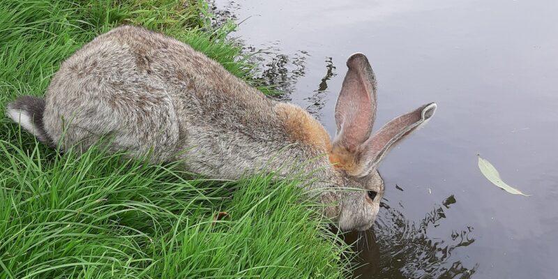 Können Kaninchen schwimmen?