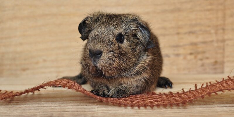 Dürfen Meerschweinchen Kokosnuss essen?