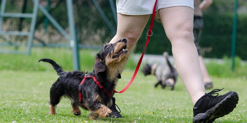 Mit dem Welpen zur Hundeschule: ab wann macht es Sinn?