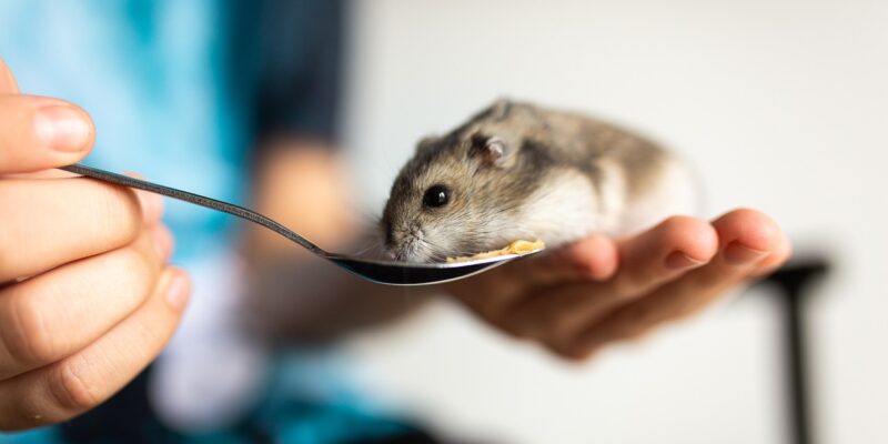 Kann man Hamster vegan ernähren?